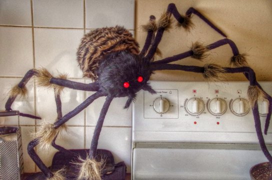 Toy Spider In Kitchen