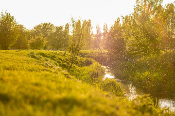 Mosqito swarm hatching season, beautiful rural farm view, sunny spring evening, bugs emerging from river, blod sucking swarm of insects flying above the water, photo with lens flare