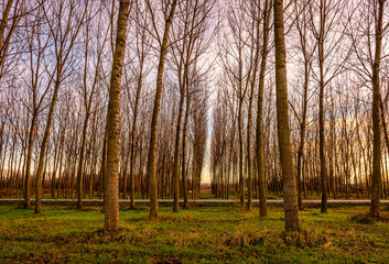 Fototapeta premium Piękny jesienny poranek w lesie z jałowymi drzewami we friuli we Włoszech