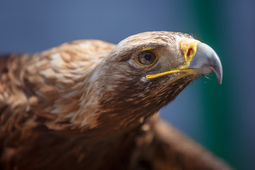 Portrait of brown head golden eagle (Aquila chrysaetos), close up of wild bird