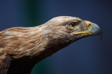 Portrait of brown head golden eagle (Aquila chrysaetos), close up of wild bird