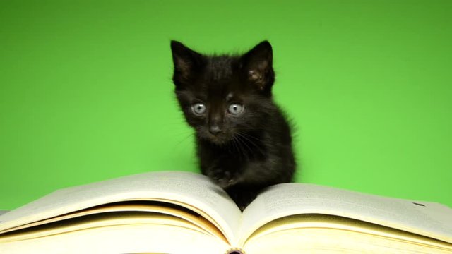 HD video of a Tiny black kitten sitting on large story book, vibrant green background. Looking at viewer and looking around room. Attention Deficit ADD, unable to concentrate on task.
