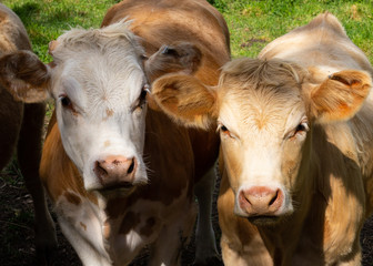 Cows in a green summer meadow during sunny summer day