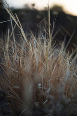 Dry grass in the wind