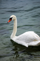 White Swan