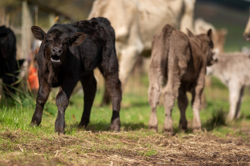 Beef cows and calfs grazing on grass in south west victoria, Australia. eating hay and silage....
