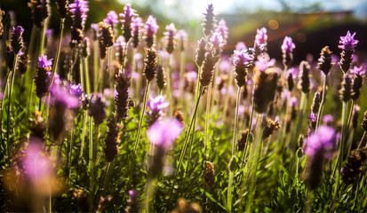 Lavender Paradise