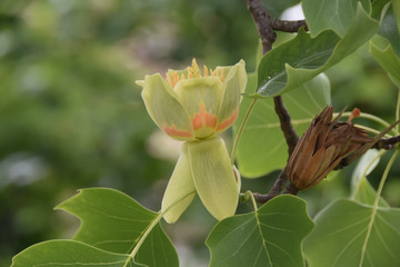 Fiore strano di maggio 