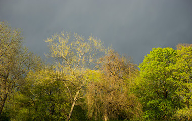Obraz na płótnie Canvas Beautiful trees in spring sunshine on dark blue moody sky