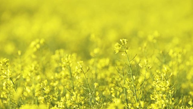 Wind blows the rapeseed field, colza which the sun shines through in nature.