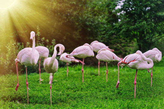 flamingos stand on one leg grazing on a meadow in nature reserves 