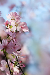 Closeup of Wild Himalayan Cherry or thai sakura flower in field at winter or spring day