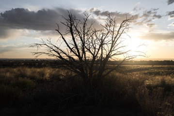 The sun shining through a dead bush in the desert. 
