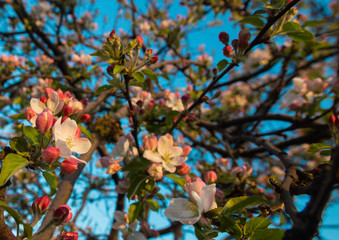 Spring blossom background. Delicate white and pink apple flowers on branch in fresh warm early morning light. Bright colors and blue sky