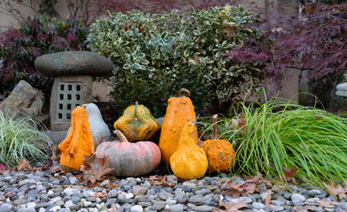 Different shaped and colored pumpkins on top of stones, surrounded by bushes