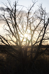 Obraz premium The sun shining through a dead bush in the desert. 