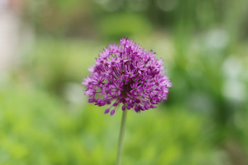 purple thistle flower, spring