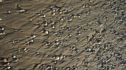 Shells on the sand background