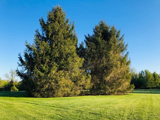 Evergreen Tree Landscape