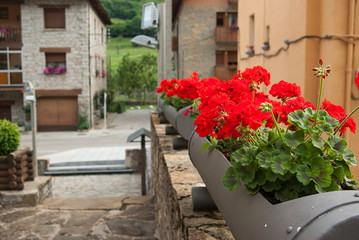 Fototapeta na wymiar Beautiful red flowers in Espot, Lleida