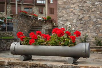 Beautiful red flowers in Espot, Lleida