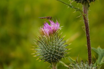 Thistle with purple flower in green background.