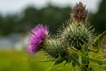 Thistle with purple flower in green background.