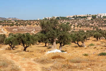 Olive Tree Field in Jerusalem