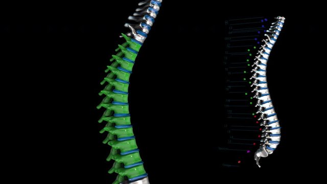 The human spinal column -metal- Thoracic spine - 3D model animation on a black background