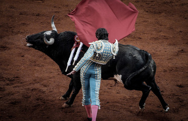 bull and rider