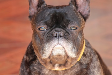 Brown and white french bulldog with a yellow collar staring into the camera with a tile floor as background