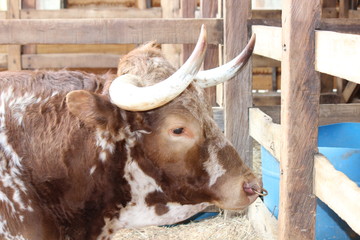 The face of a brown and white cow with horns in a farm surrounded by a fence