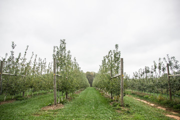 Fototapeta na wymiar orchard