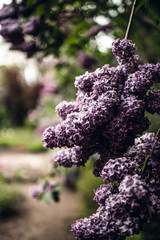 Beautiful purple lilac flowers. Macro photo of lilac spring flowers.