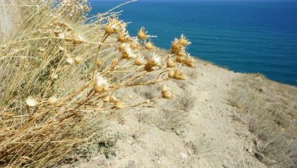 Dry grass on the beach