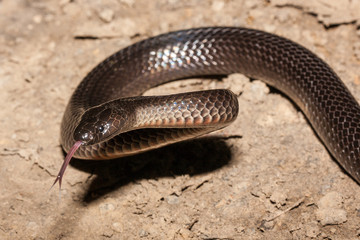 Eastern Small-eyed Snake flickering tongue