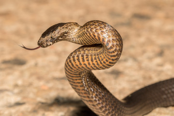 Golden-crowned Snake flickering it's tongue