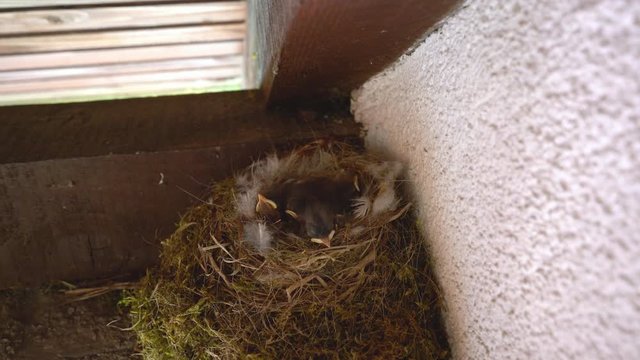 Nest of Black Redstart with baby chicks under roof of house (Phoenicurus ochruros) - (4K)