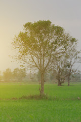Trees, green fields