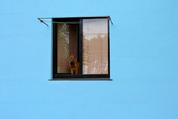 a dog looks out of the window