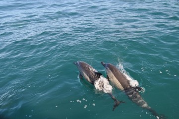 Fototapeta premium Two dolphins swimming in the open sea