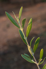 Close-up of an olive branch isolated from the background