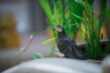 Dove