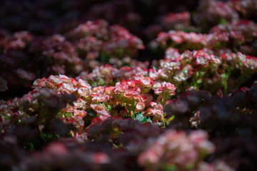 Beautiful flowers of many colors