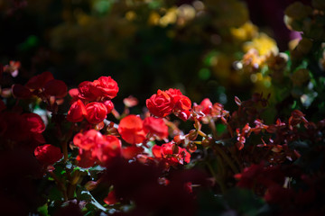 Beautiful flowers of many colors