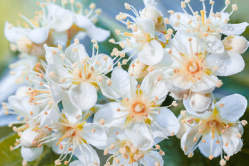 The white blossoms of the mountain ash close up. White flowers on a blurry green background for a spring-themed design.