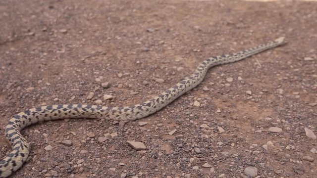 Snake slithering on the on the ground in the desert. Chaco Canyon, New Mexico, USA.