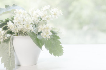 The white blossoms of the mountain ash close up. White flowers in a small white vase on a blurred green background for design on the theme of spring, spring wedding, decor. High key
