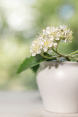 The white blossoms of the mountain ash close up. White flowers in a small white vase on a blurred green background for design on the theme of spring, spring wedding, decor.