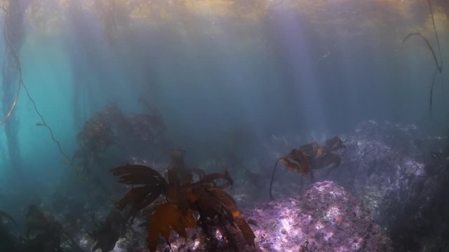 Close up of kelps growing along with coral reef underwater - Carmel by the Sea, California